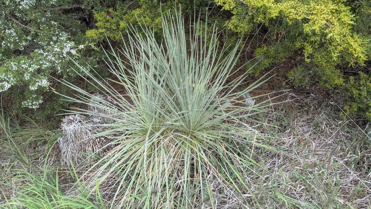 A spiky gray-green yucca rosette among shrubs and dry grass