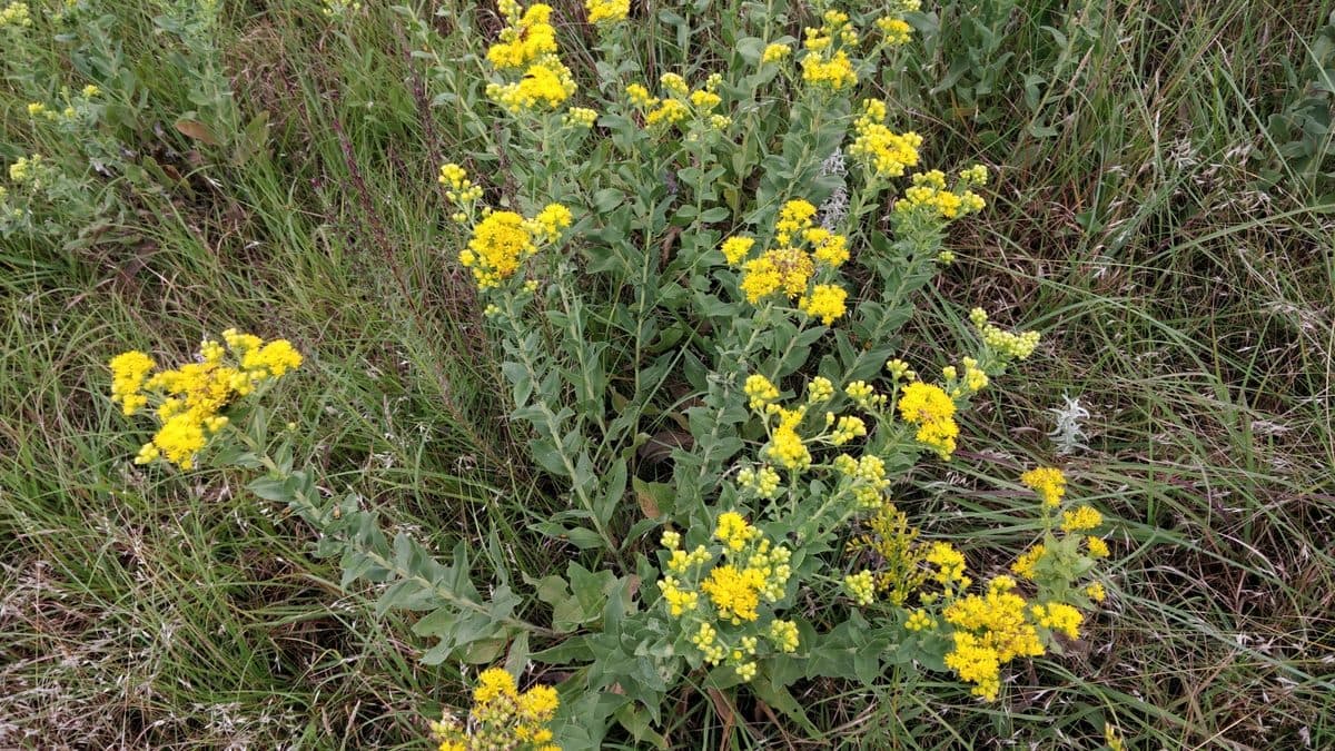 Stiff goldenrod with flat clusters of yellow flowers in prairie grass