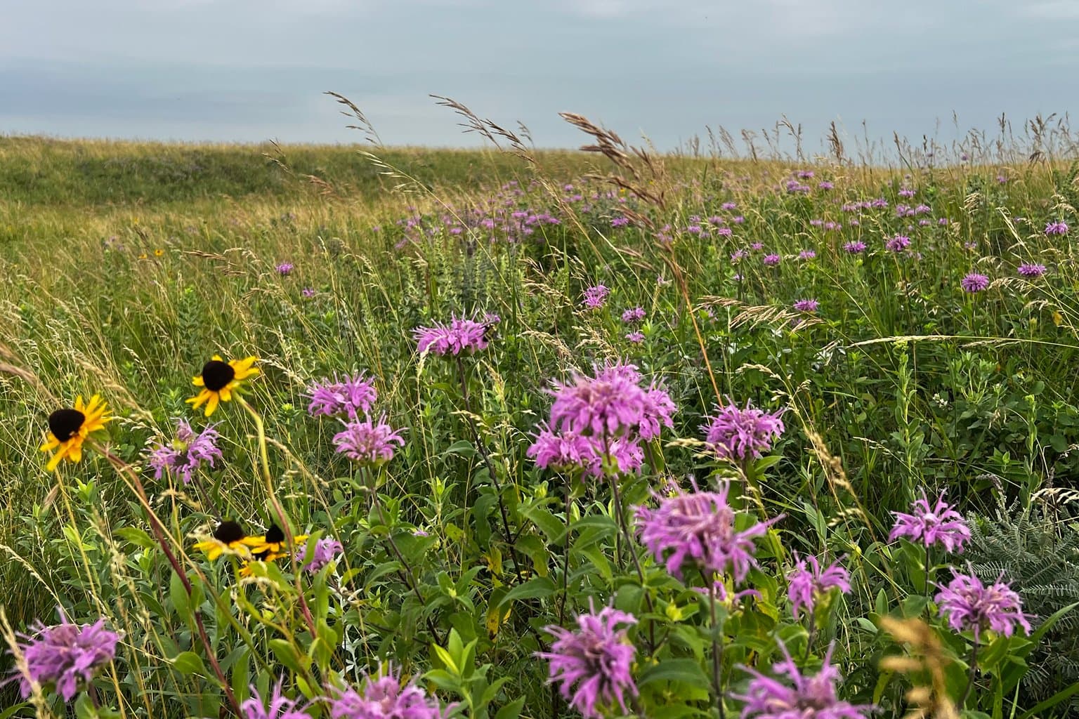 Pink wild bergamot and black-eyed Susans blooming across an open green prairie