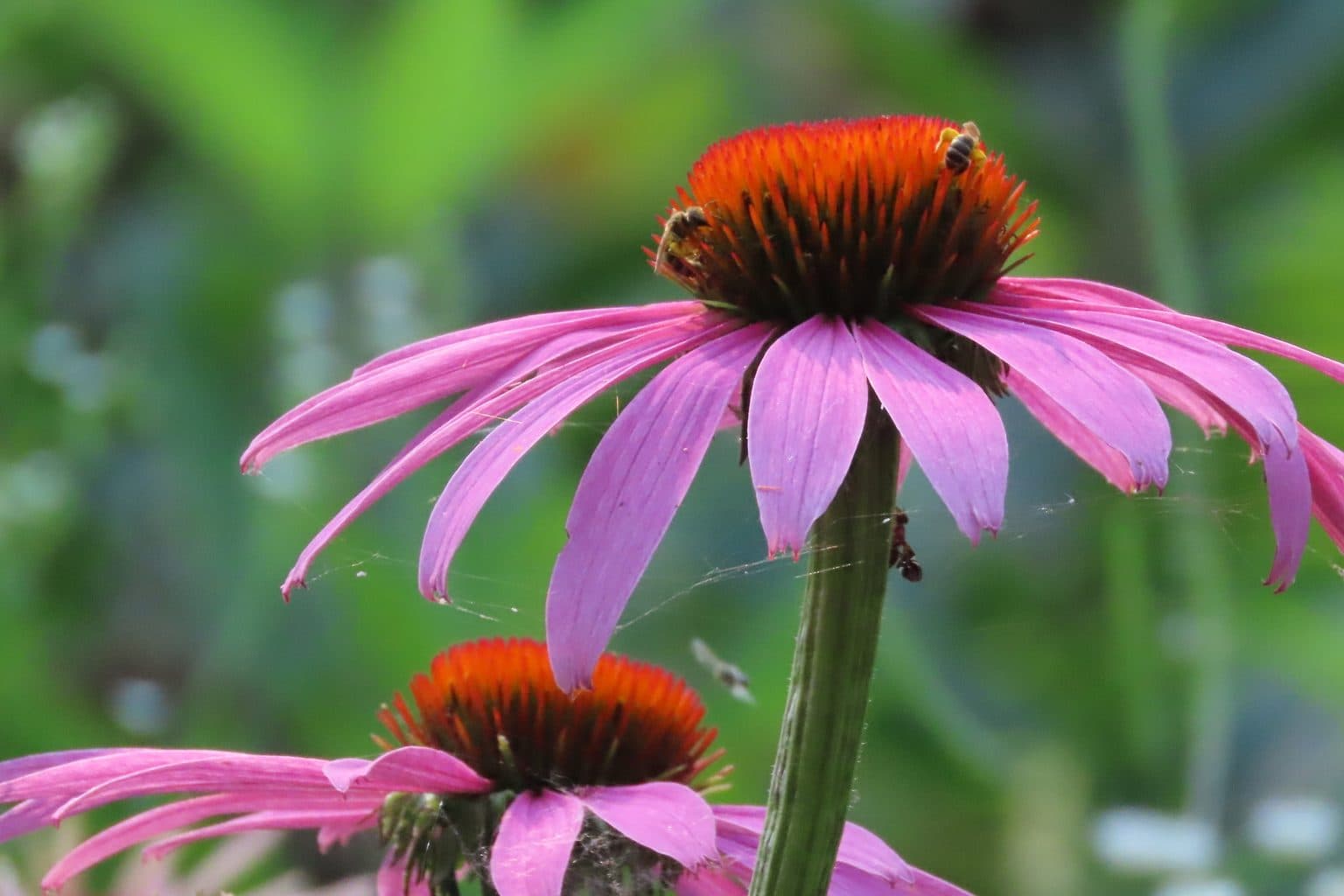 Purple coneflowers with orange centers and bees on the top flower