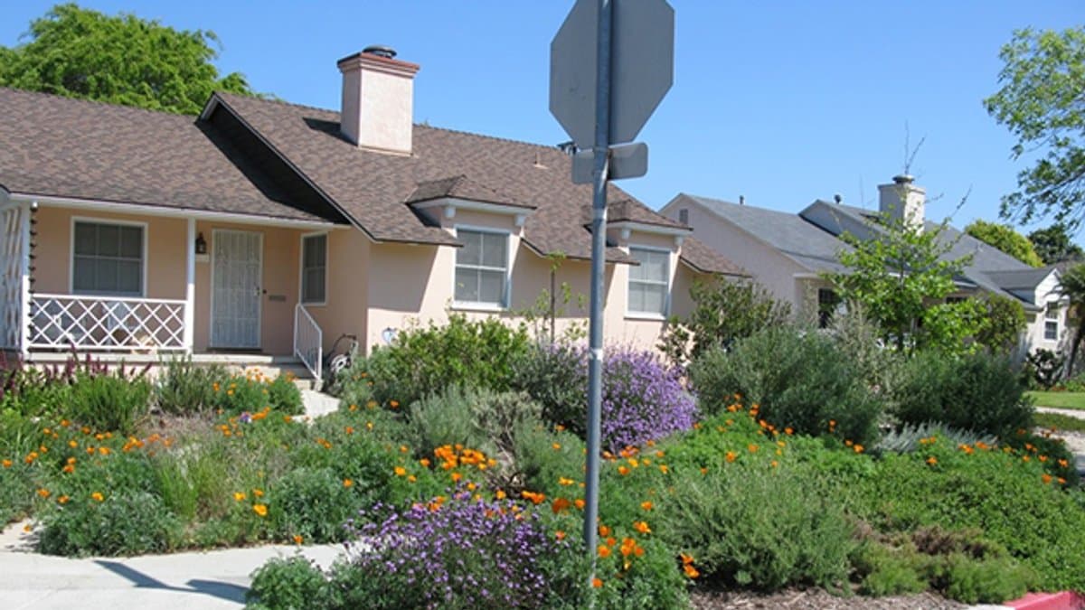 A tidy front yard planting bed of orange California poppies and purple sage along a sidewalk, with no turf grass, in front of a house