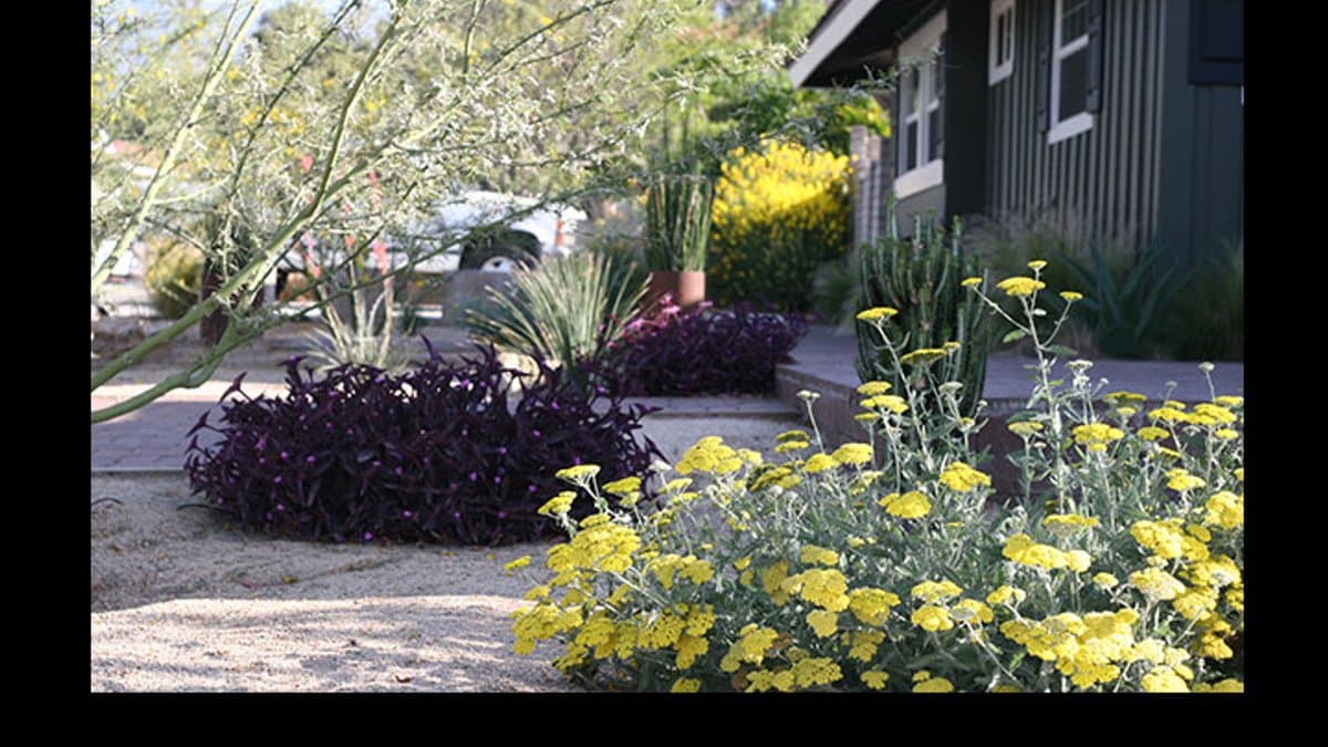 A residential front yard planted with desert-adapted shrubs, agave, and yellow-flowering yarrow instead of turf grass, beside a house