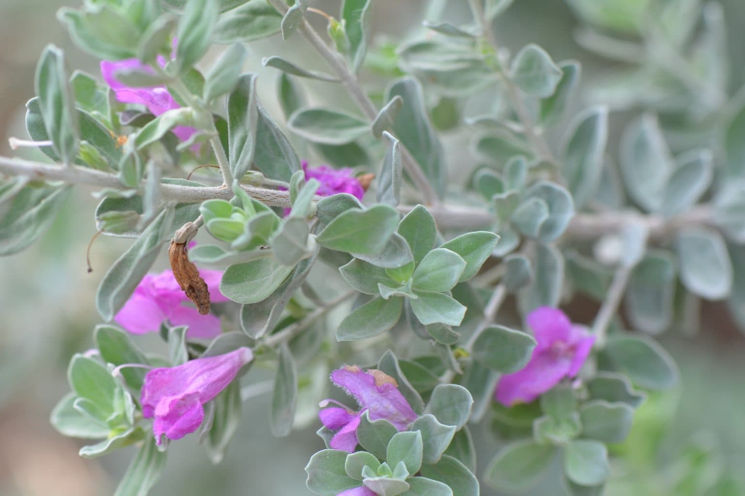 Texas ranger with pink-purple flowers along silvery gray-green branches