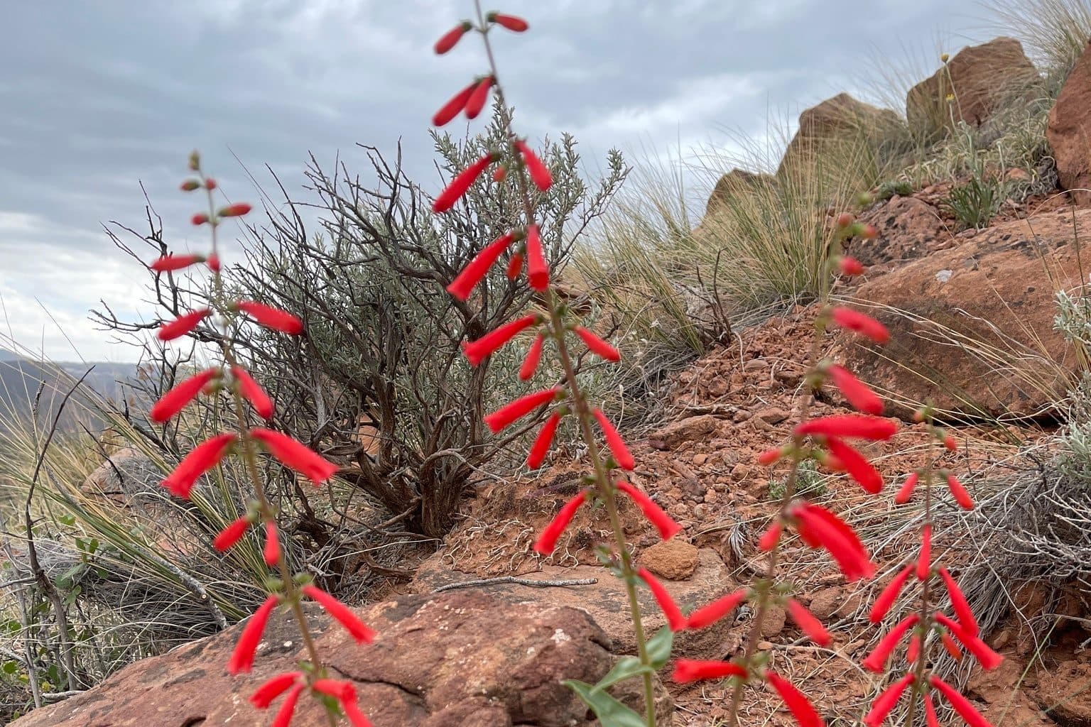 Firecracker penstemon with scarlet tubular flowers on red rock