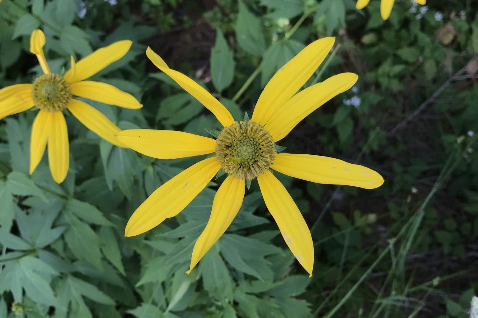 Two yellow cutleaf coneflower blooms