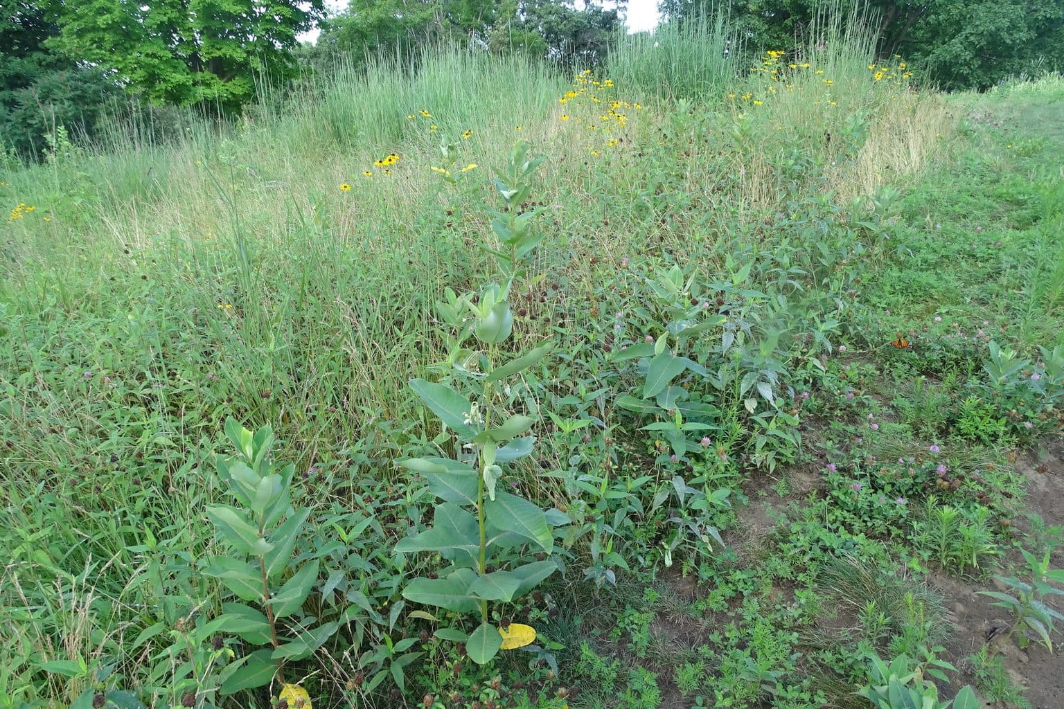 A tended Vermont front-yard native planting bed with clean edges in a New England neighborhood