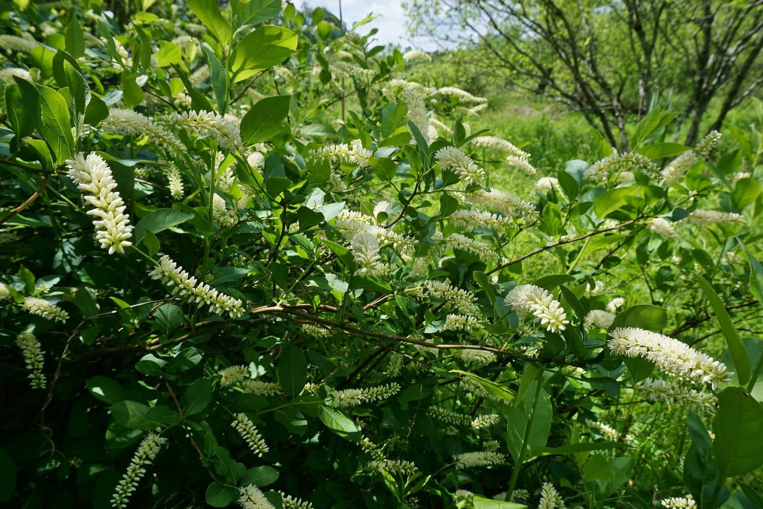 Virginia sweetspire in full bloom, arching branches covered in upright white flower spikes above green foliage
