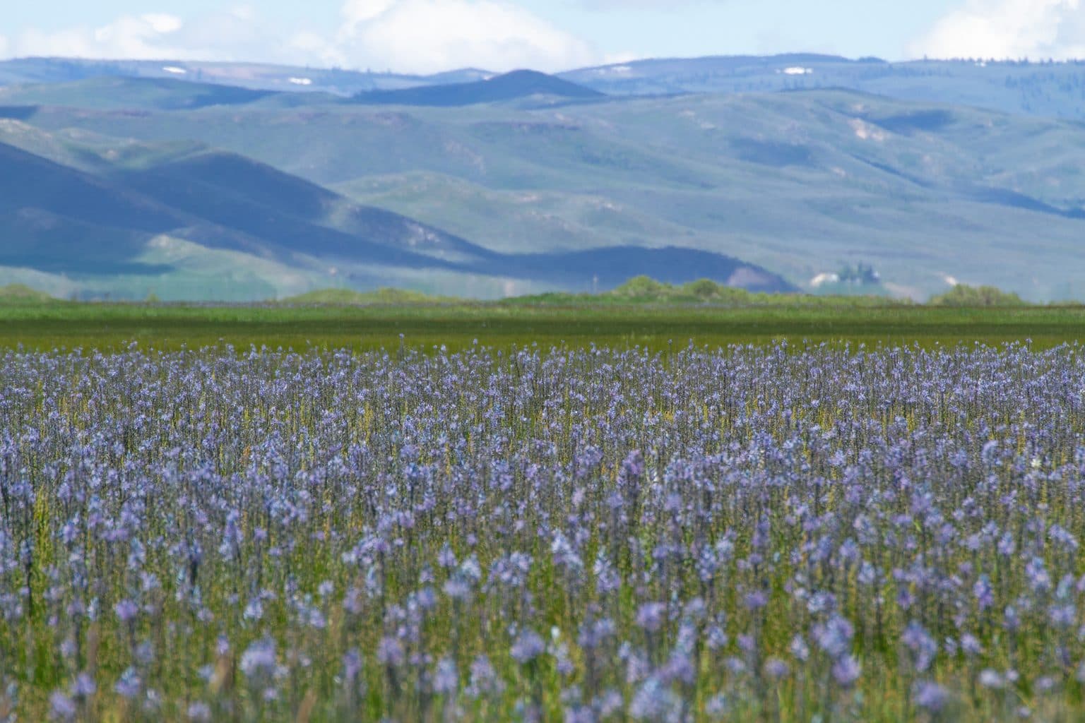A wide meadow of common camas in bloom, thousands of blue-purple flower spikes, with green rolling hills behind