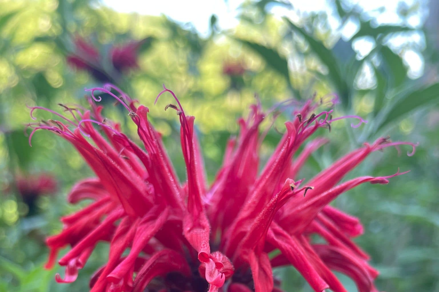 A scarlet bee balm bloom in sharp focus with additional red blooms visible behind it