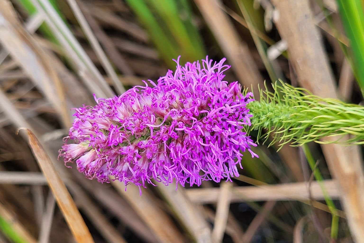 A prairie blazing star flower spike in full bloom, dense magenta florets on a green stem among dry prairie grasses