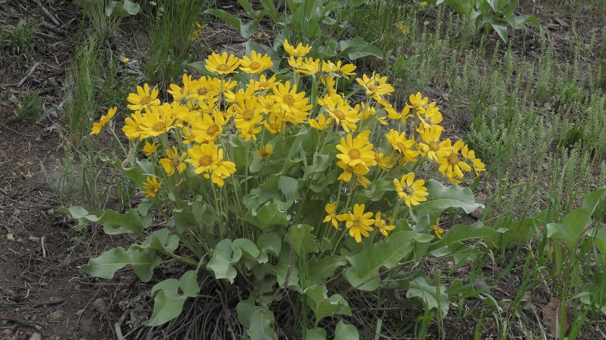 A clump of arrowleaf balsamroot covered in yellow daisy-like flowers above large gray-green leaves