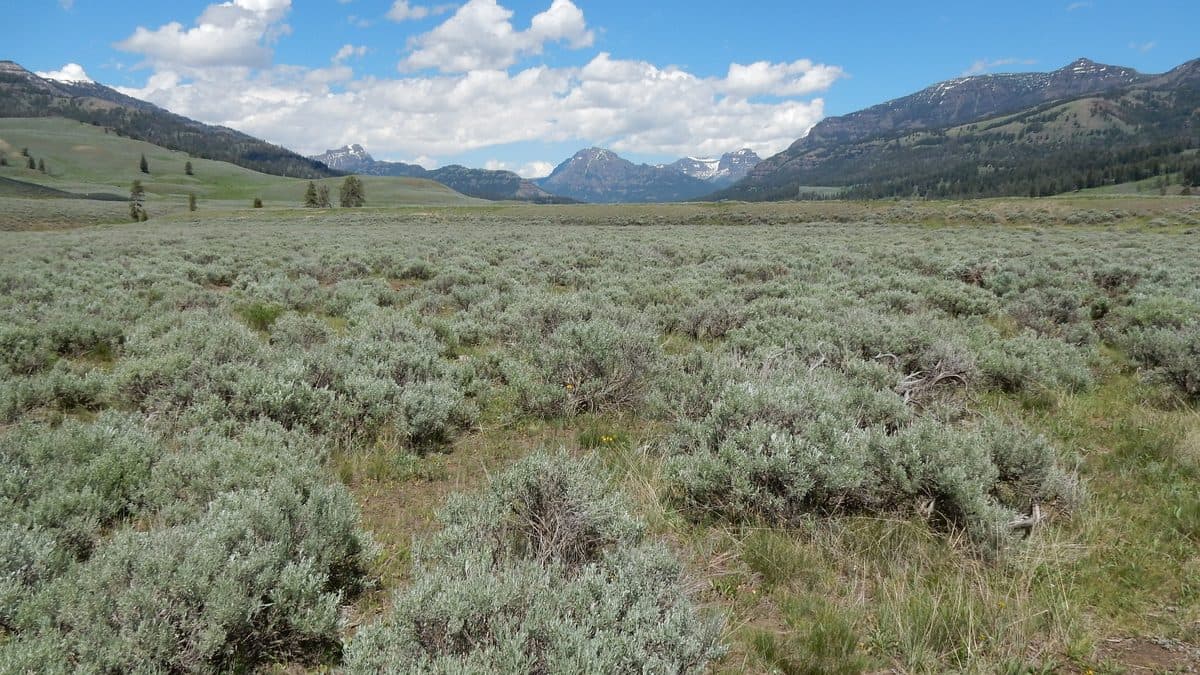 A wide valley floor covered in gray-green sagebrush with mountains and clouds beyond