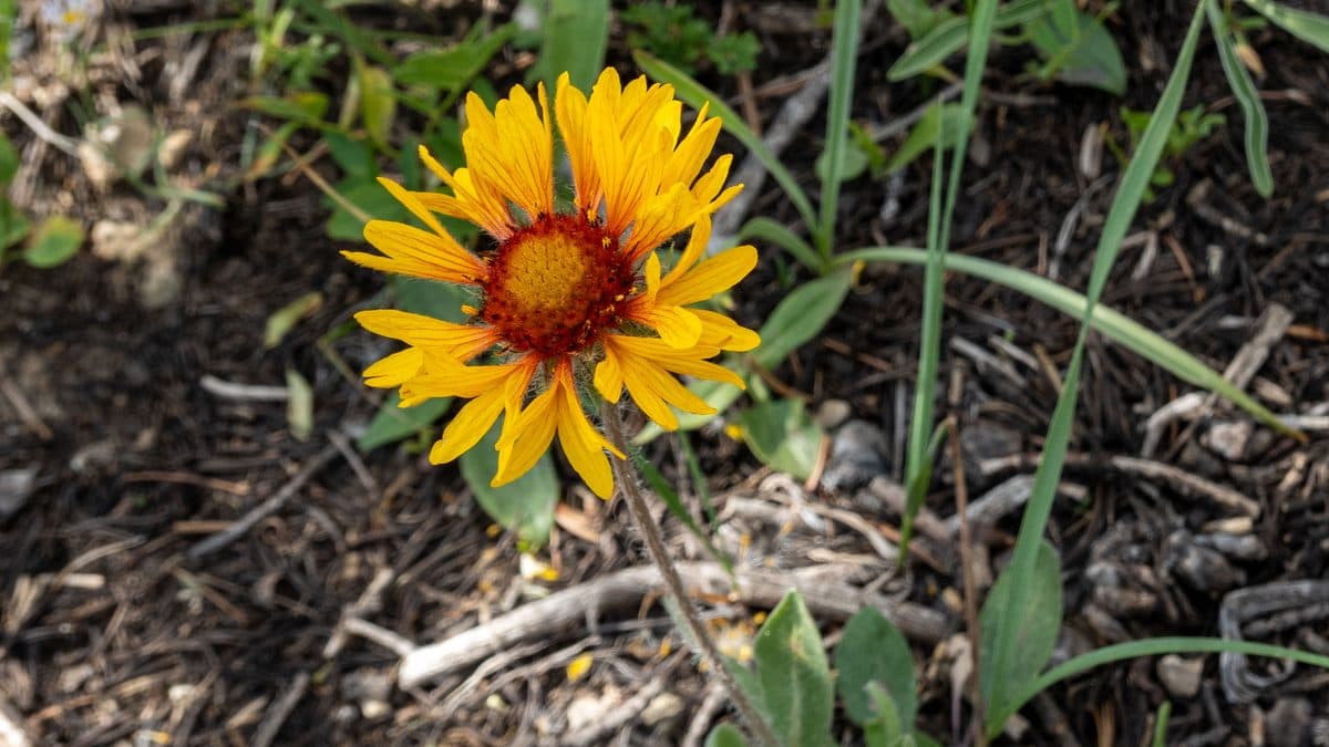A single blanketflower with yellow-tipped orange petals and a red center above dark mulch-like ground