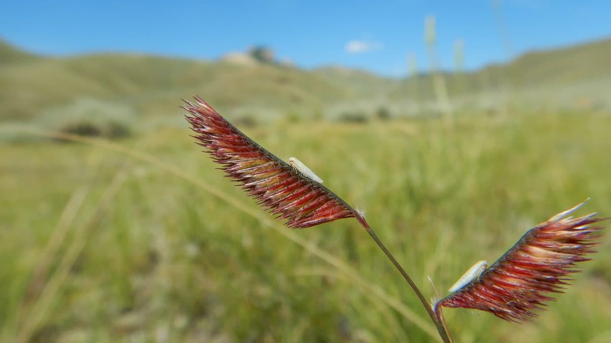 Two reddish comb-shaped blue grama seed heads against blurred green hills