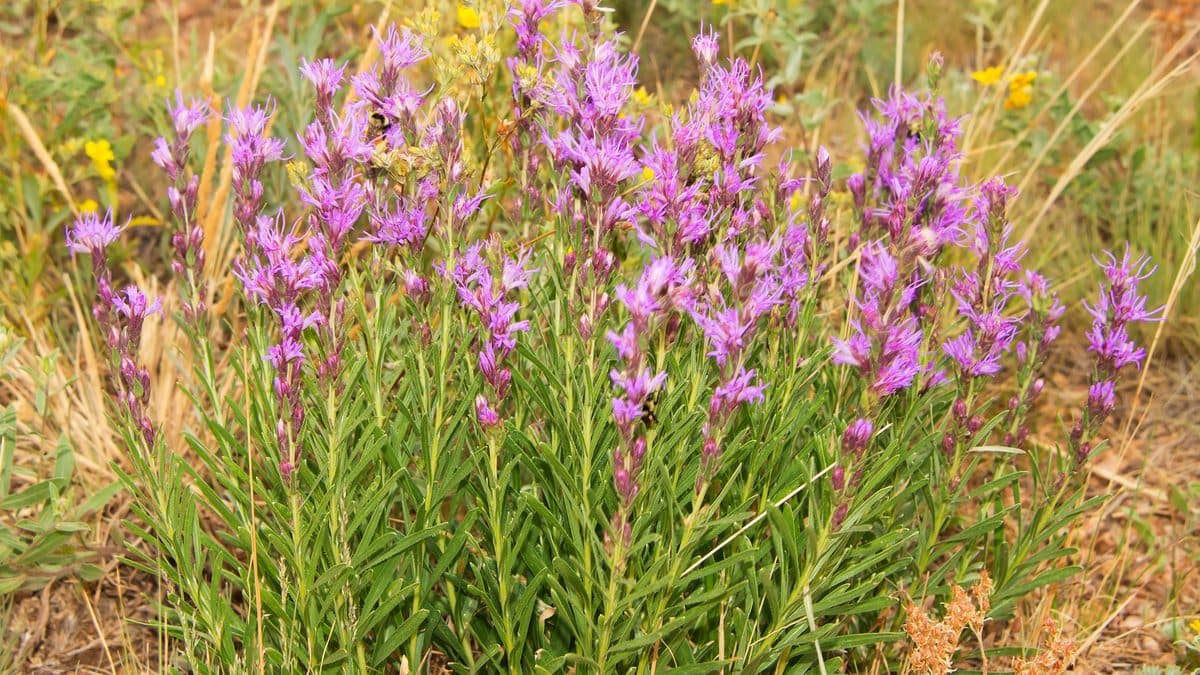 A clump of dotted blazing star with pink-purple flower spikes in dry golden grass