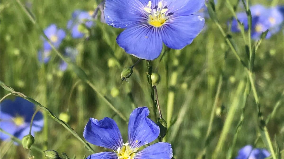 Sky-blue Lewis flax flowers with yellow centers on thin stems in green grass