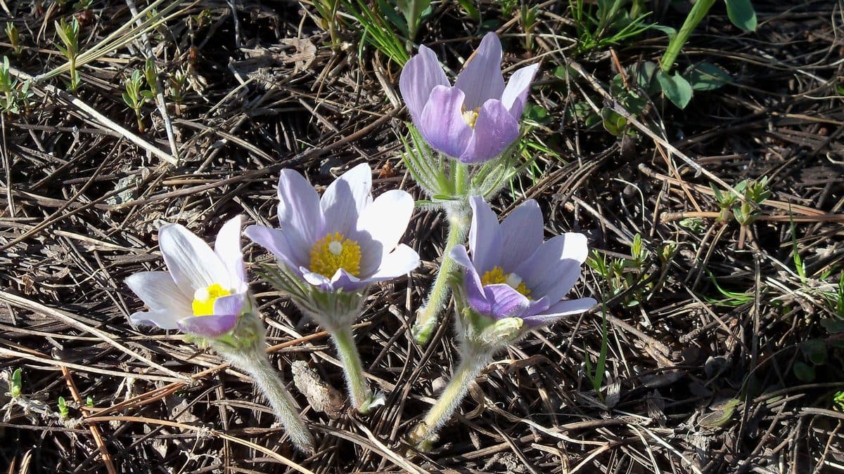 Four pale lavender pasqueflowers with yellow centers opening above dry pine needles