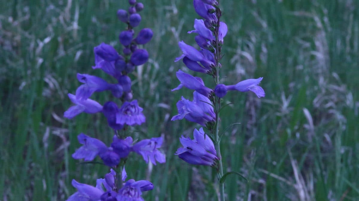 Two spikes of deep blue-purple Rocky Mountain penstemon flowers against tall grass