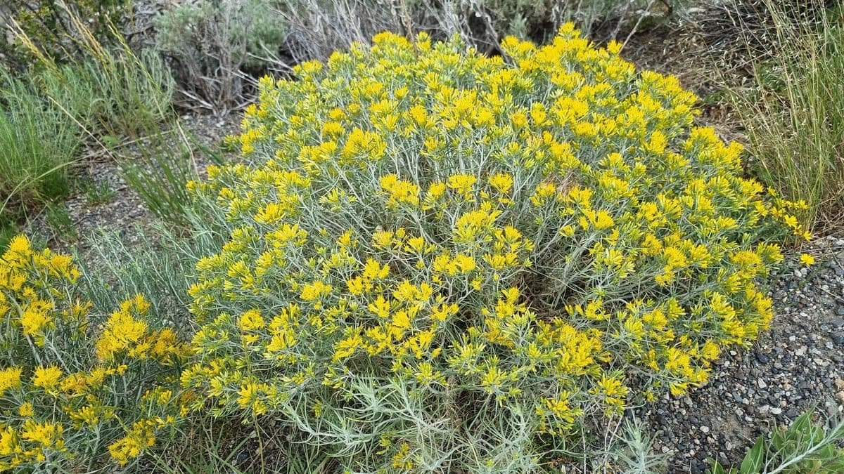 A rounded rubber rabbitbrush shrub covered in small yellow flowers beside gravel