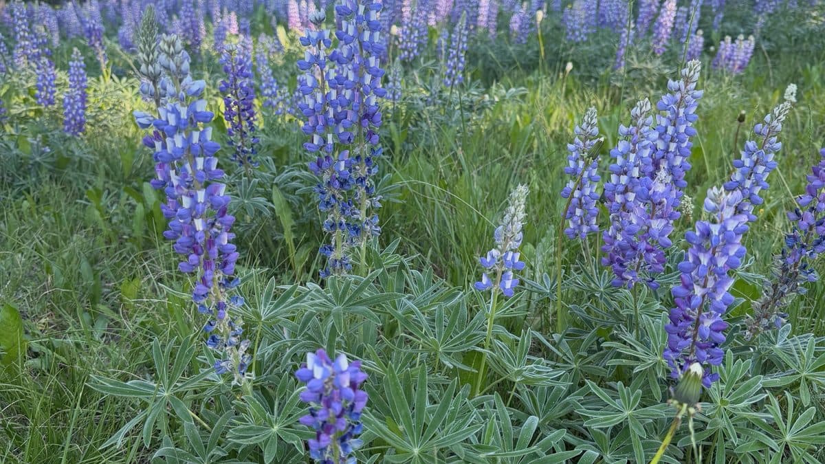 Spikes of blue-purple silvery lupine flowers in a green meadow