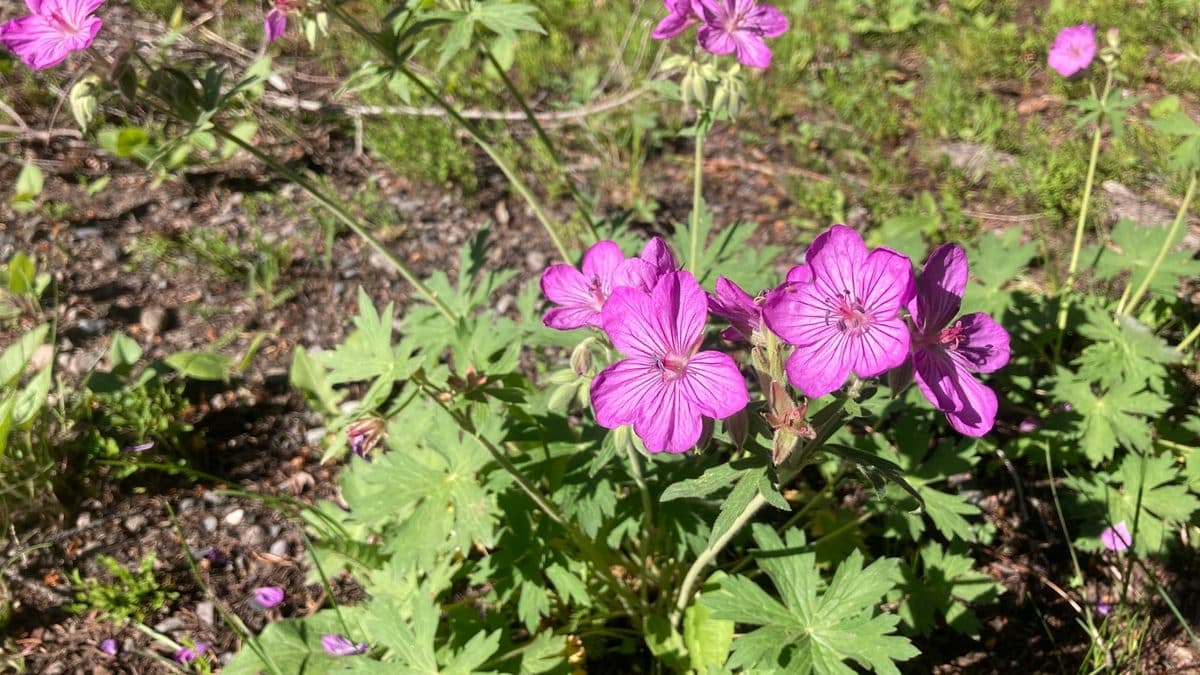 Bright pink sticky geranium flowers with darker veins over deeply cut green leaves