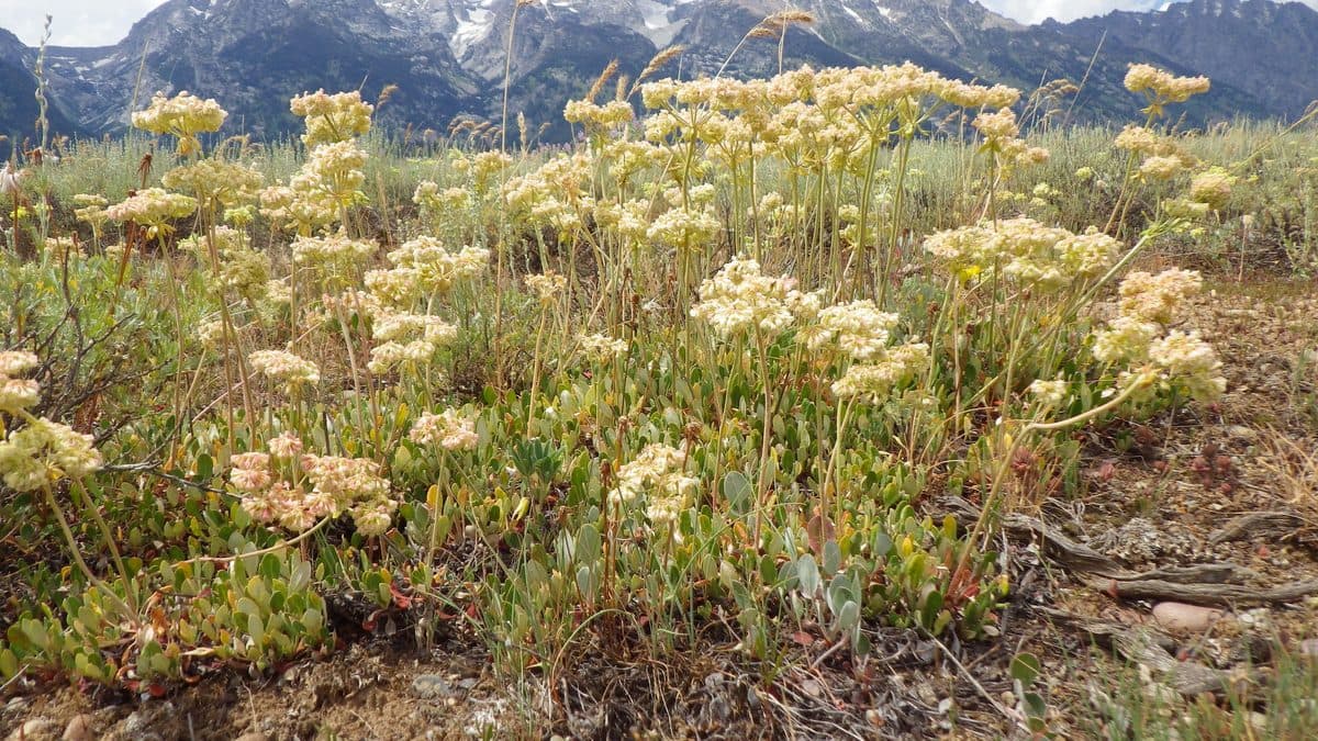 Cream-colored sulphur flower buckwheat blooming across open ground with mountains behind
