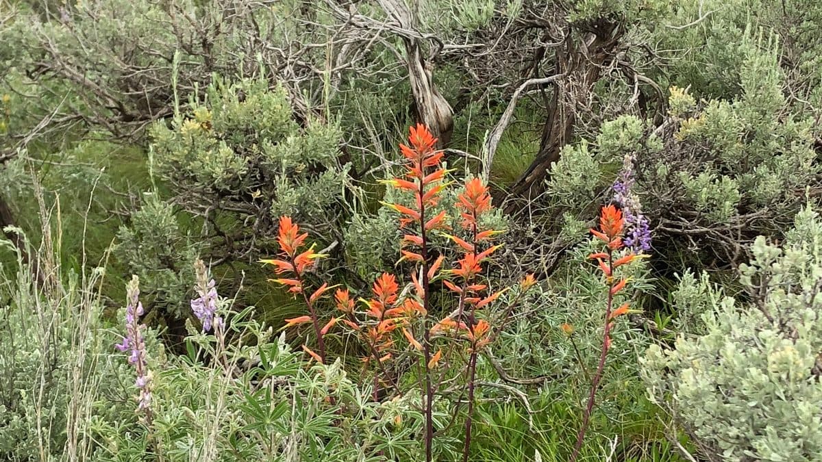 Orange-red Wyoming paintbrush flower spikes growing up through gray-green sagebrush