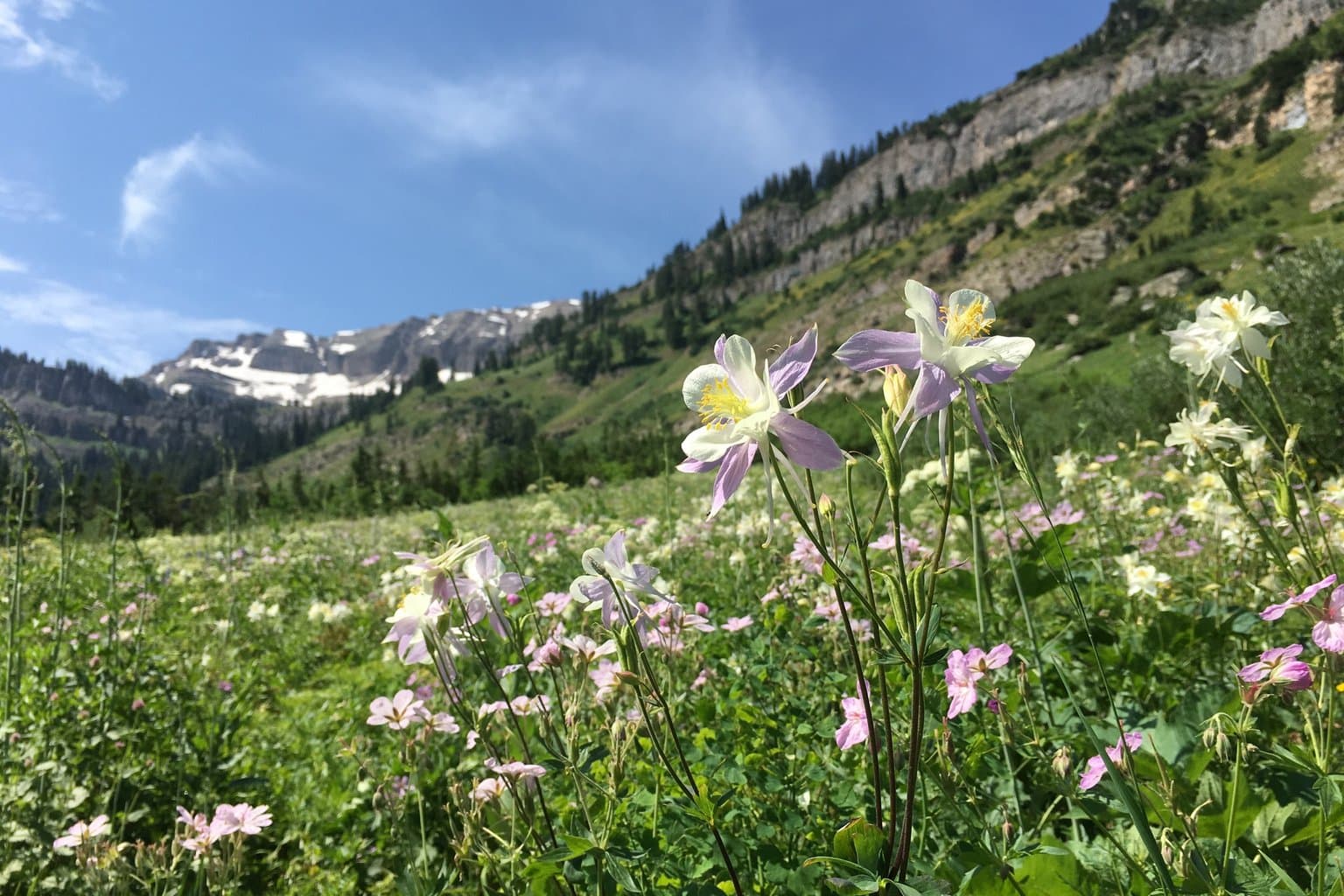 White and pale lavender columbines blooming in a green mountain meadow with snow-patched peaks behind