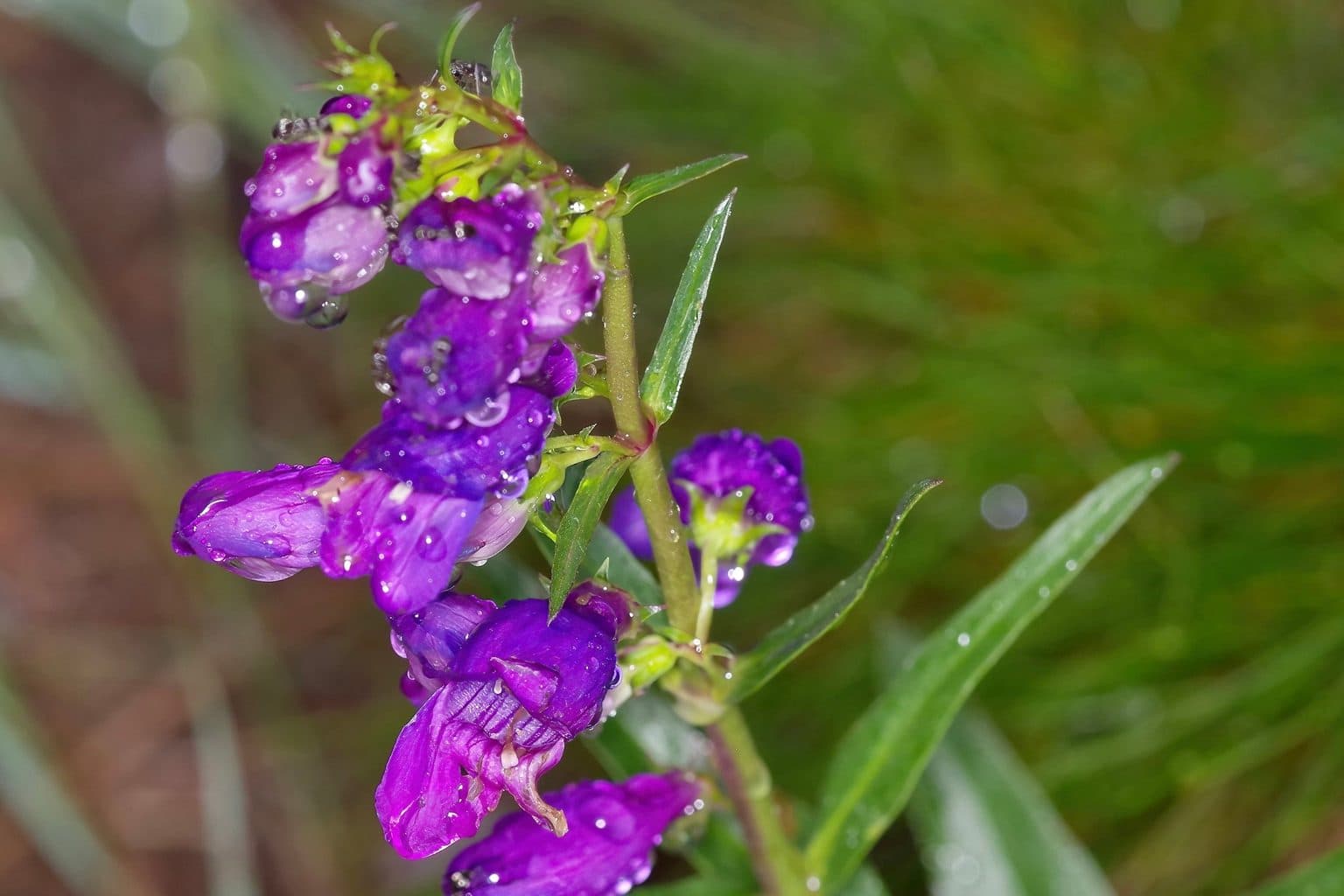 Purple Rocky Mountain penstemon flowers with dew drops