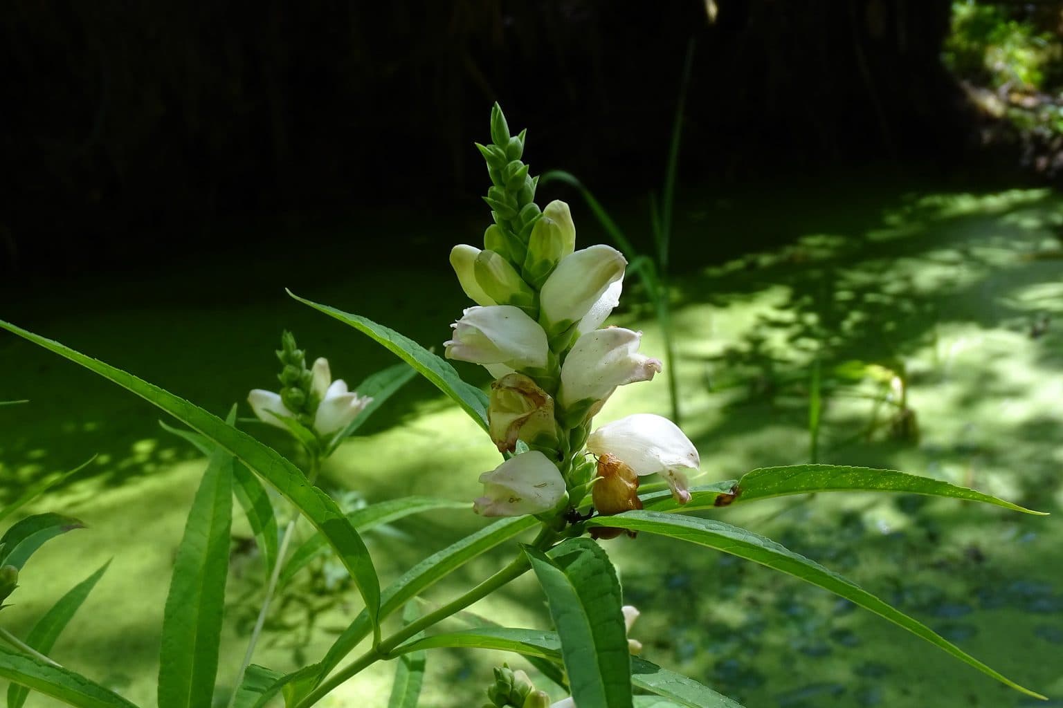 White turtlehead flowers beside a pond