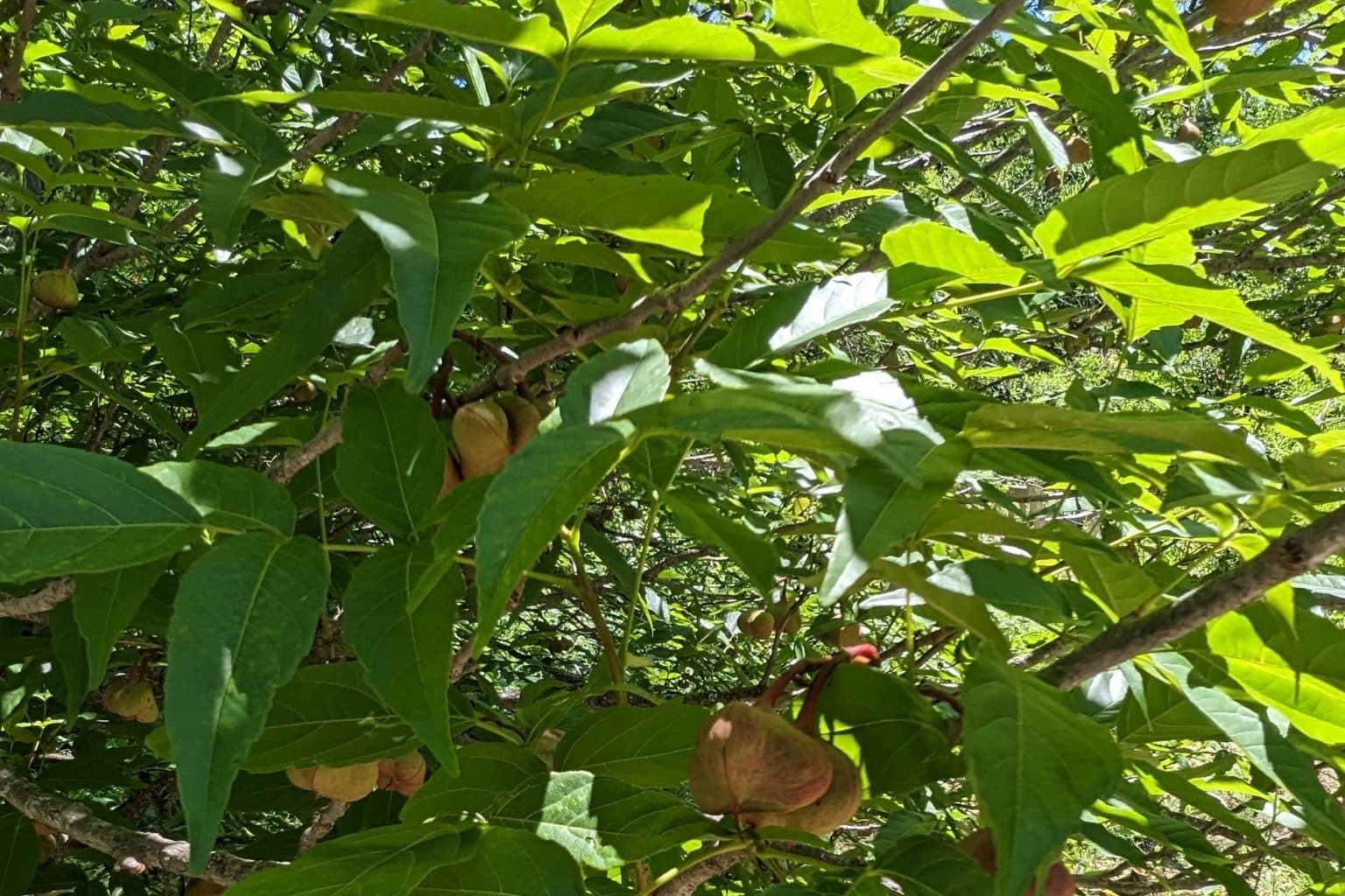 Mexican buckeye branches with pointed leaflets and brown three-lobed seed pods