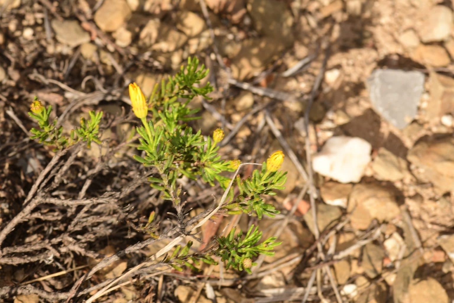 Damianita with yellow buds on rocky soil