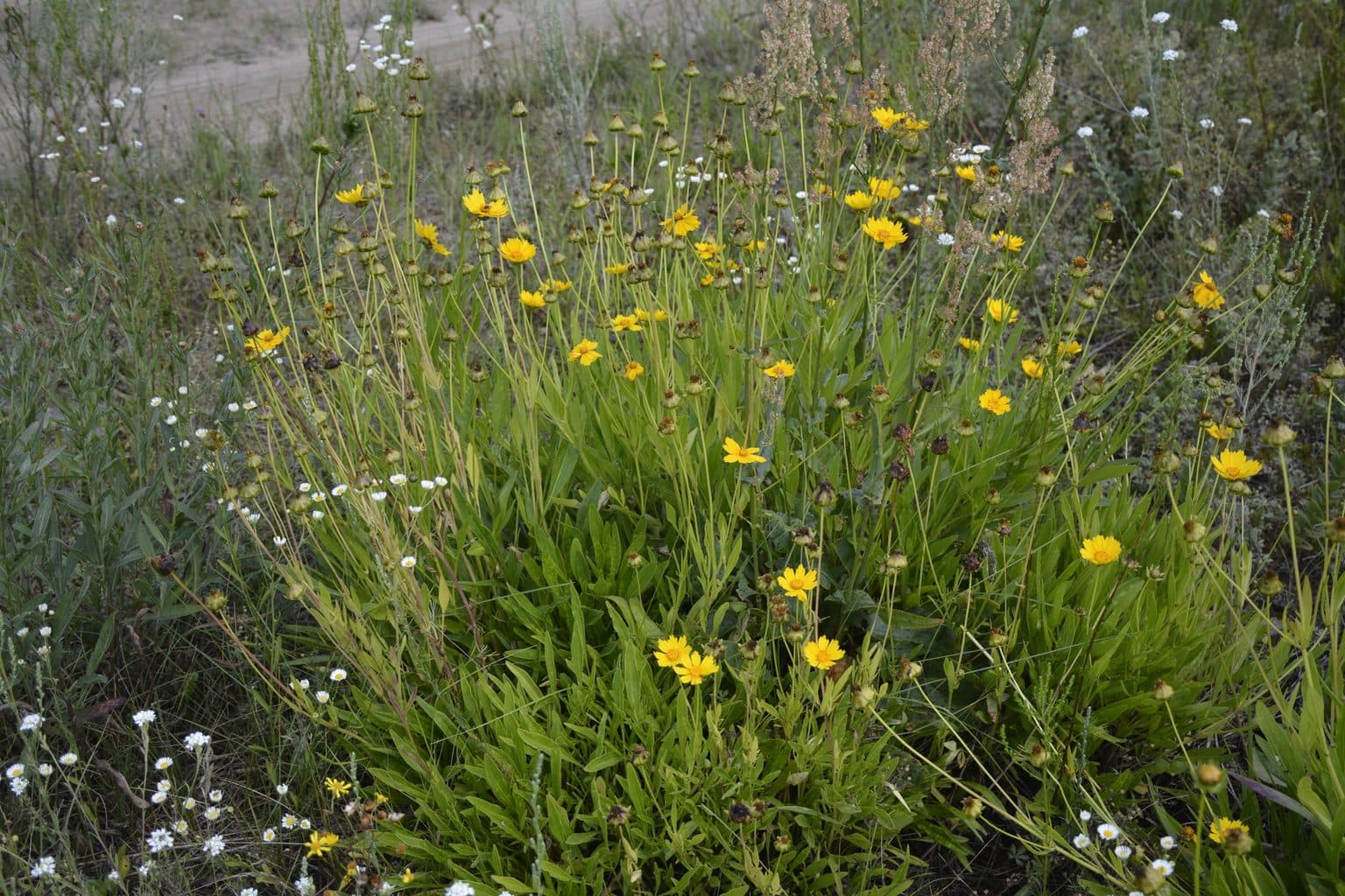 A clump of yellow lanceleaf coreopsis in bloom