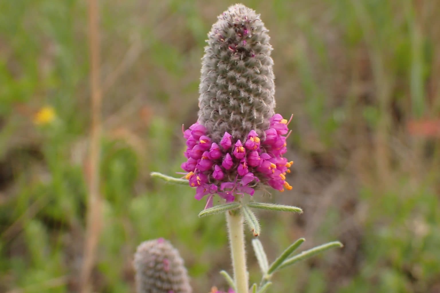 A purple prairie clover flower head