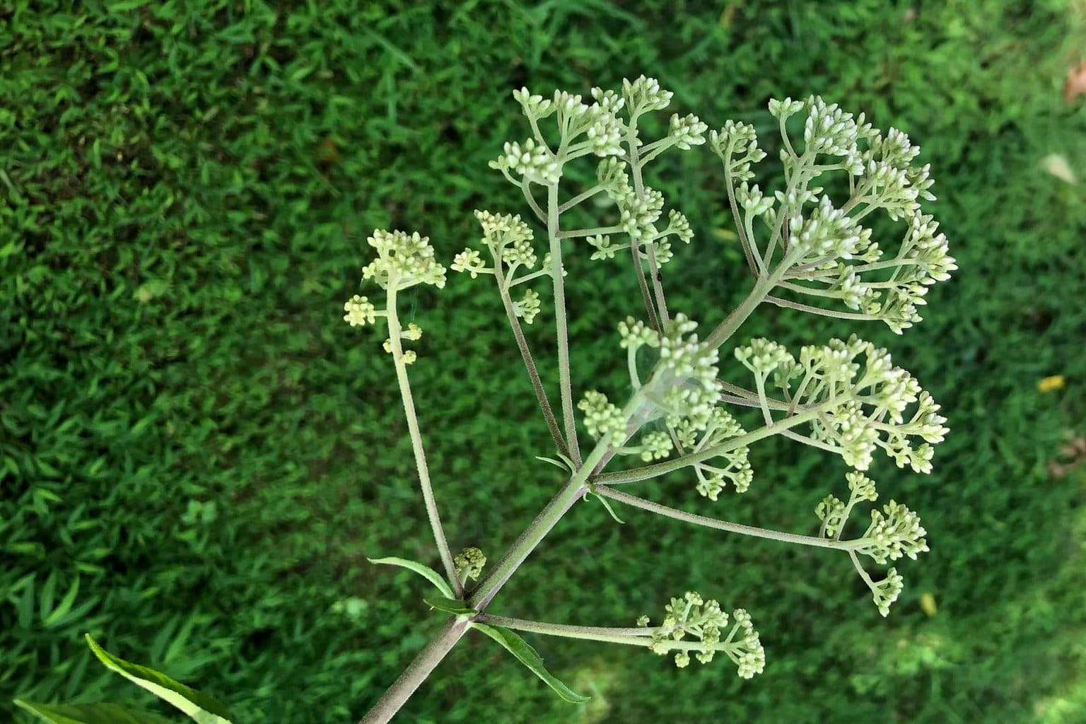 A branching Joe Pye weed flower head in bud