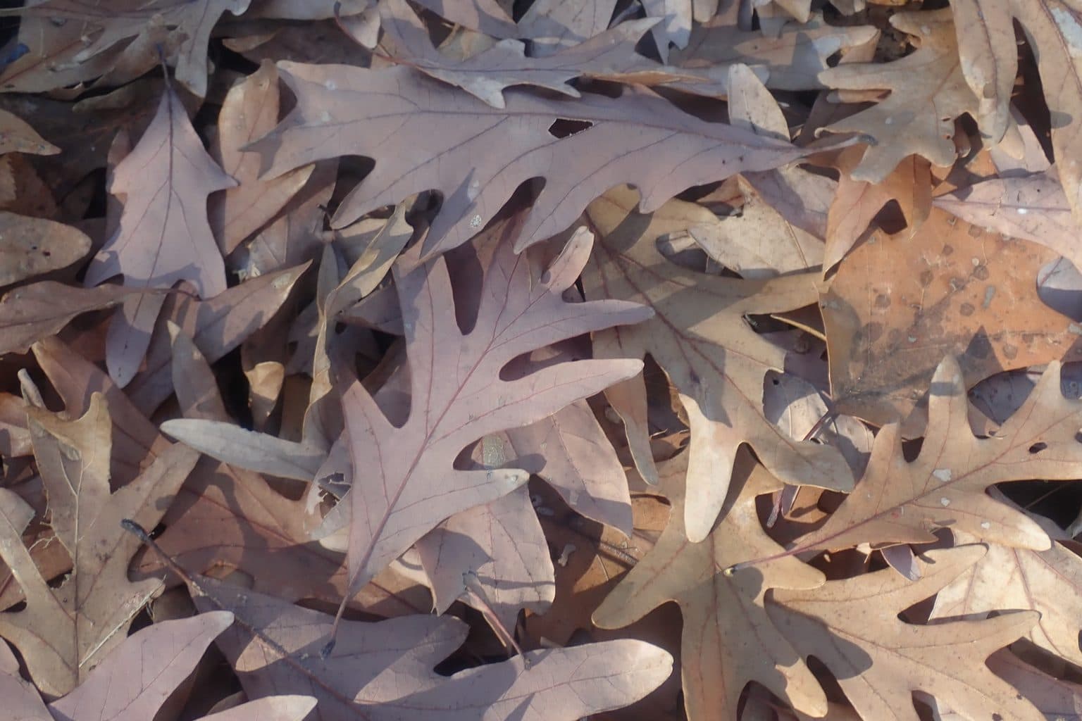 A dense layer of fallen white oak leaves covering the ground in low autumn light