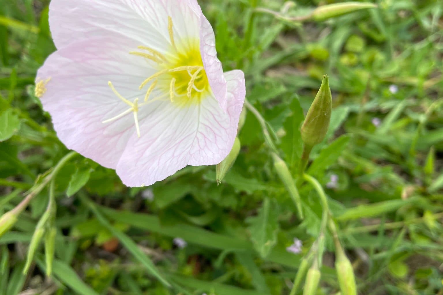 A pale pink evening primrose flower in grass