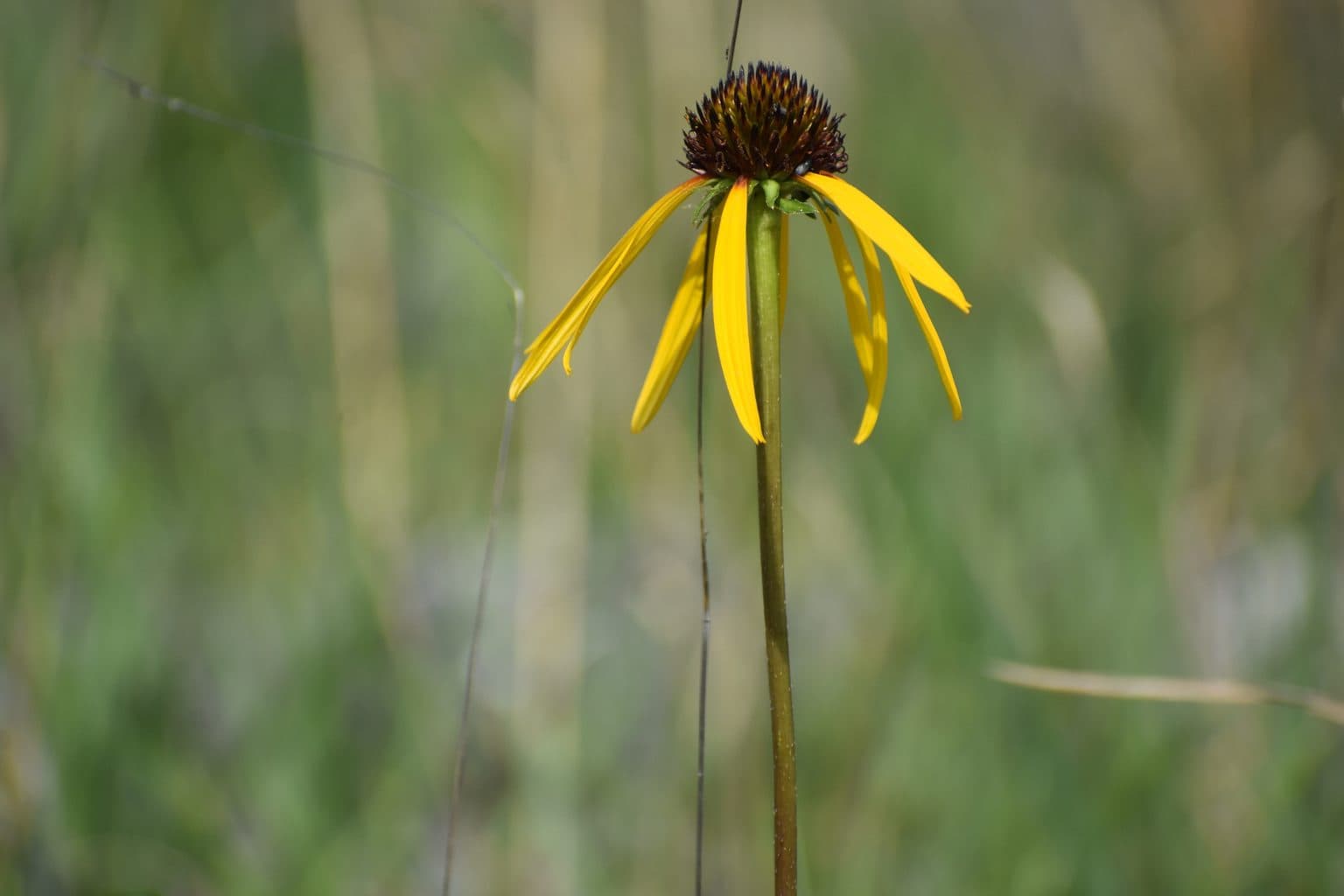 A yellow coneflower with drooping petals