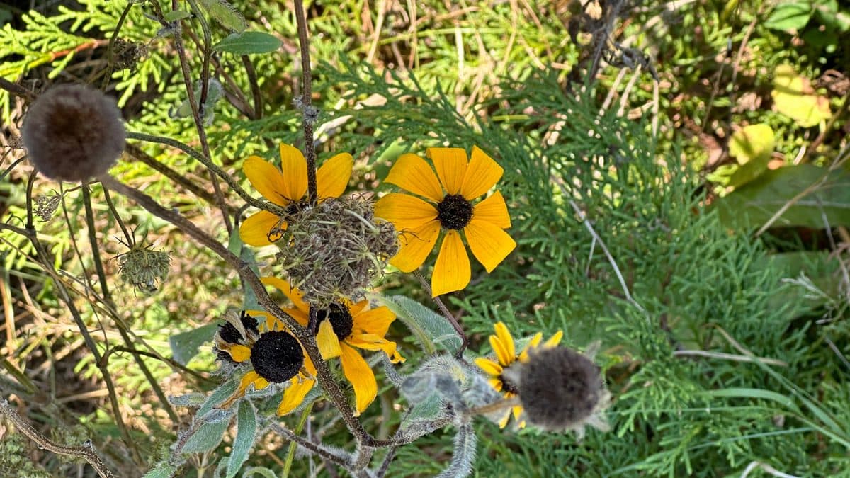 Yellow black-eyed Susan flowers growing together with several round, brown, spent seed heads on thin stems