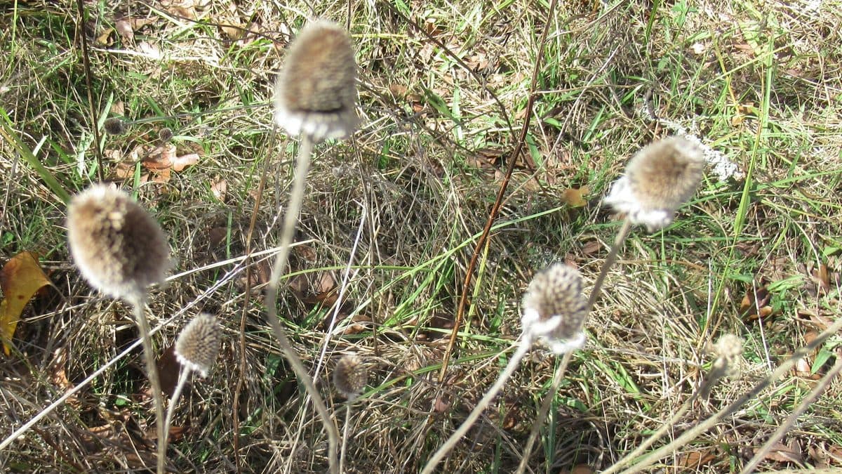 Several pale, fluffy brown seed heads on thin stalks among dry grass