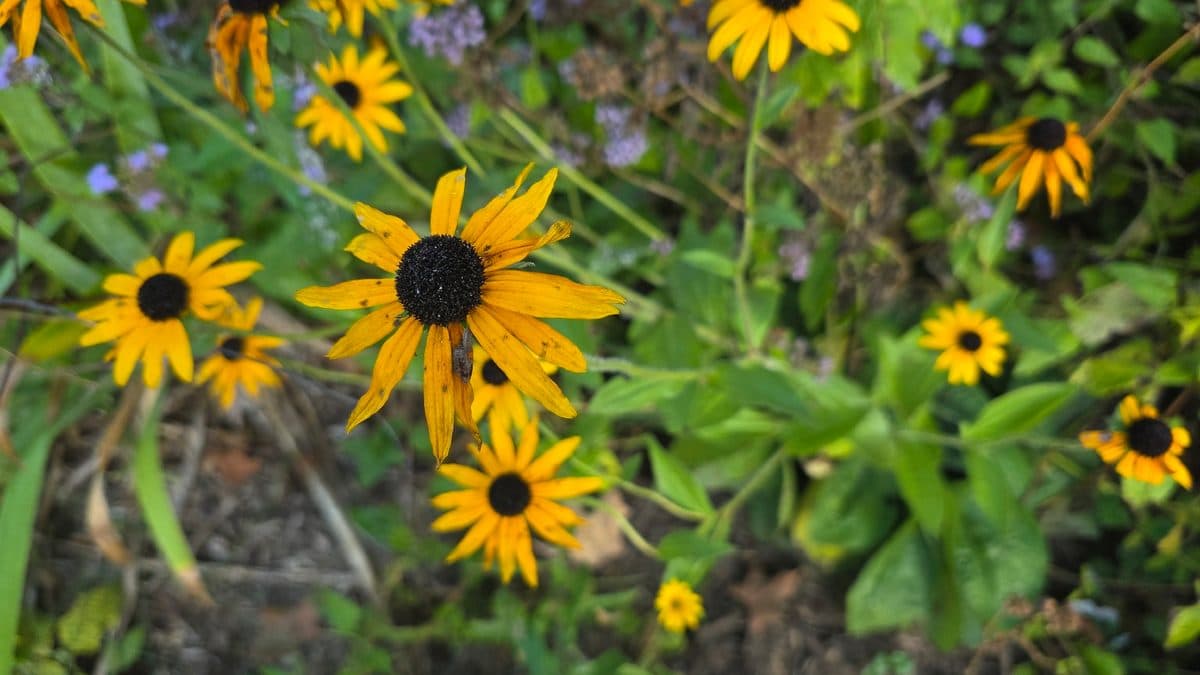 A dense planting of black-eyed Susans with many orange-yellow flowers and green leaves, with a few small purple flowers behind
