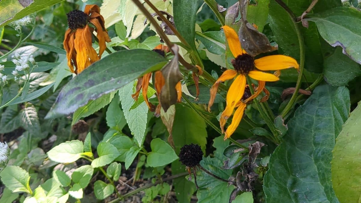 A black-eyed Susan with fresh orange-yellow petals beside faded, blackened flower heads, among broad green leaves