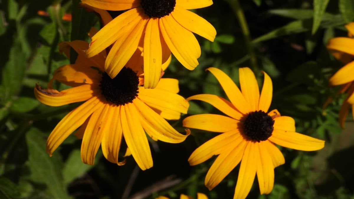 Large orange-yellow flowers with dark brown domed centers, tightly packed, with dark green leaves behind