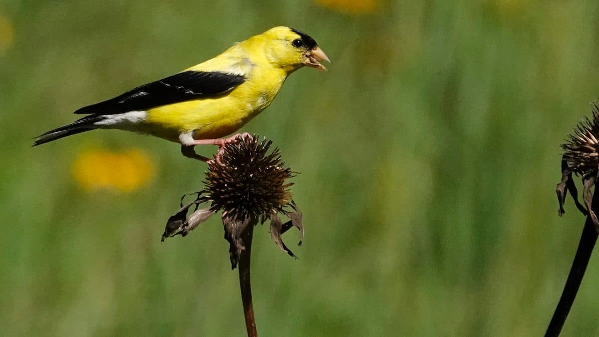 A yellow and black American goldfinch perched on top of a dark, dried flower head on a thin stem against a green background