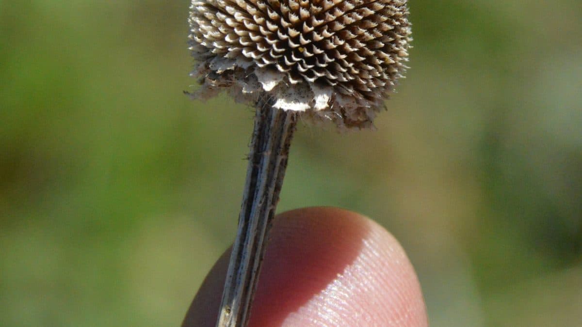 A dried brown black-eyed Susan seed head held up on a dark stem, showing the ridged cone where seeds sit