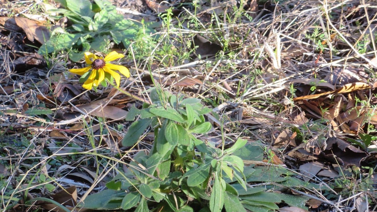 Fresh green leaves low to the ground among brown dry leaf litter, with one yellow black-eyed Susan flower at the upper left