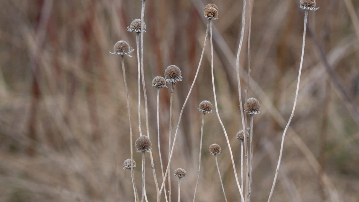 Thin, bare, pale stems each topped with a small round brown seed head, standing in dry tan grass