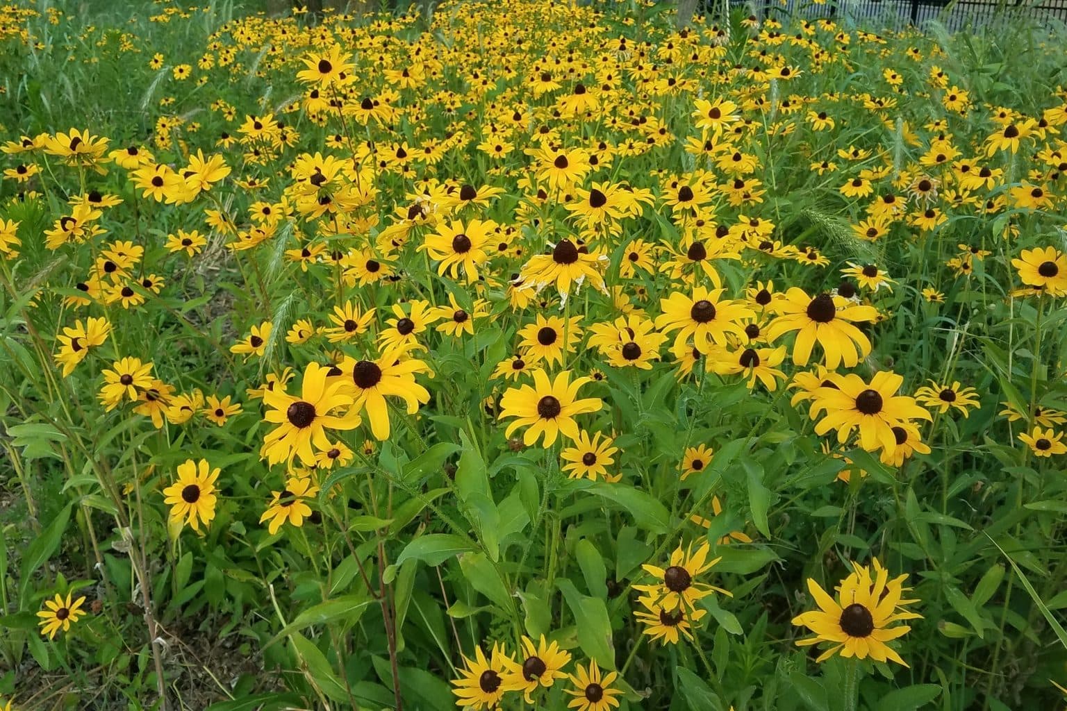 A dense drift of yellow black-eyed Susan flowers with dark brown centers over green foliage