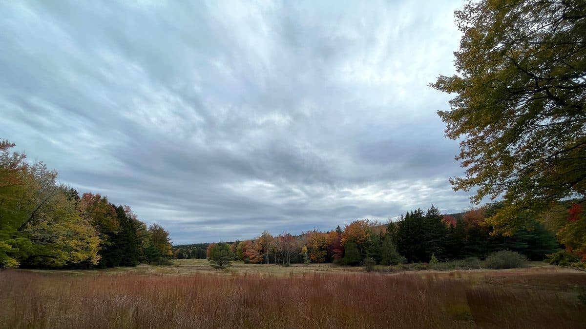 A wide rust-brown meadow under a gray cloudy sky, with orange and yellow fall trees along the far edge