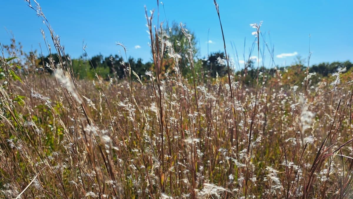 Tall tan little bluestem stems carrying white fluffy seed tufts, against a deep blue sky with trees on the horizon